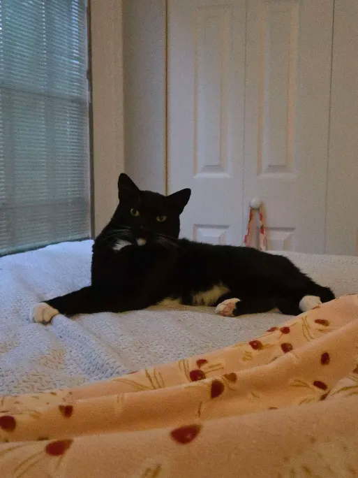 Mona
